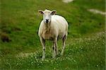 A single white sheep in green meadow