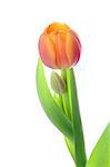 Beautiful tulip with bud isolated on white background