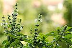 Close-up shoot of home grown basil plants