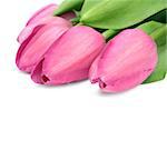 Beautiful pink tulips isolated on white background.With copyspace.  The file has native resolution.Background added to achieve good composition.