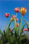 beautiful spring tulips unusual varieties