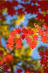 bright autumn leaves in the natural environment