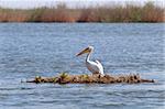 white pelican in the Danube Delta, Romania