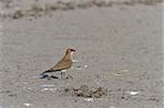 A Collared Pratincole (Glareola pratincola) on the ground