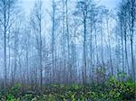 An image of a nice autumn forest background