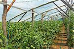 Wooden film greenhouses with tomatoes from the inside