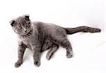 Cat on white background, Maine Coon