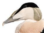 Close-up of Common Eider, Somateria mollissima, 8 months old, in front of white background
