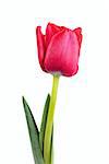 Fresh red tulip isolated over white