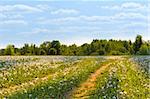 Summer field in sun rays with road passing on it, dandelions, wood and the blue sky with White clouds