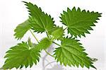 nettle leafs