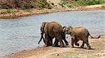 Young elephant pushing an other one into the river. Horizontal.