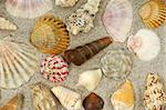 Collection with many different shells in the sand