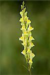 single flower Linaria vulgaris on green background