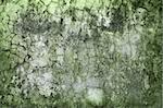 The old concrete wall green with time and moisture