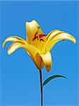 Big yellow lily flower against a blue sky
