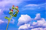 Burdock inflorescences against the background of clouds and blue sky. Flowers wrapped in cobwebs