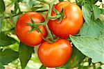 Bunch with three big red tomatoes growing in the greenhouse