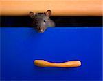 Little black rat peer out blue box