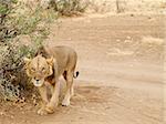 Lioness walking in masai mara