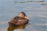Shot of the wild duck floating on the water