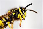 head of wasp in extreme close up with black background