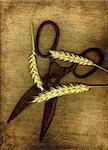 A pair of old scissors with three sticks of wheat in grunge.