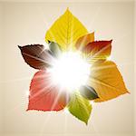 Fall sunny leafs abstract background with place for your text