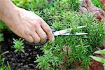 hand cutting a green fresh rosemary branch in seasoning garden