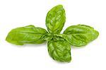 Basil on the white background