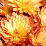 Beautiful orange chrysanthemum flower autumn vivid background
