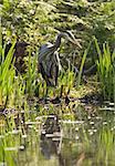 A great blue heron standing at the edge of a marsh is hunting for small fish in the water. It's reflection is visible in the water in the foreground.