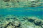 View across the top of a tropical coral reef just below the water surface