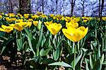 Golden variaties of Tulips - spring season (April)