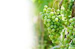 White grapes on vine with copyspace