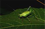 Female of a speckled bush-cricket (Leptophyes punctatissima)