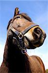 Wide angle shot of horse face. The horse is looking very curious.