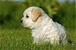 A Bichon Havanais puppy resting in the sun