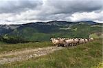 a flock of sheep on a mountain