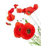 Natural Fresh Poppies isolated on white background / focus on the foreground / floral border