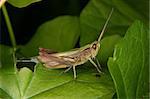 Field grasshopper (Chorthippus apricarius) - females on a plant