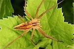 Nursery web spider (Pisaura mirabilis) on a leaf