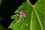 Weevil (Curculio) on a leaf