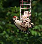 Juvenile Great Spotted Woodpecker on fatball feeder in sunlight