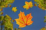 falling maple autumn leaves against blue sky