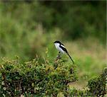 Common Fiscal shrike on Masai Mara, Kenya