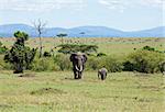 Mother and baby Elephants on the Masai Mara, Kenya