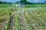 Irrigation on Agricultural land