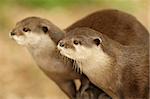 A pair of European Otters