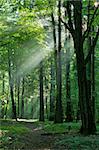 Foggy young forest at morning just rain after